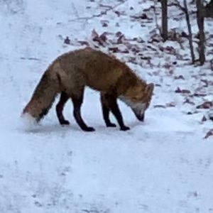 Meet your Posher, Thomas e